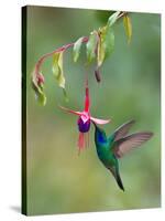 Green Violetear (Colibri Thalassinus) Feeding, Savegre, Costa Rica-null-Stretched Canvas