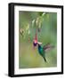 Green Violetear (Colibri Thalassinus) Feeding, Savegre, Costa Rica-null-Framed Photographic Print