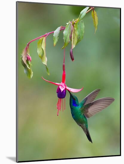 Green Violetear (Colibri Thalassinus) Feeding, Savegre, Costa Rica-null-Mounted Photographic Print