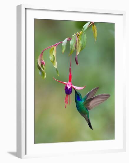 Green Violetear (Colibri Thalassinus) Feeding, Savegre, Costa Rica-null-Framed Photographic Print