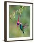 Green Violetear (Colibri Thalassinus) Feeding, Savegre, Costa Rica-null-Framed Photographic Print