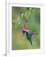 Green Violetear (Colibri Thalassinus) Feeding, Savegre, Costa Rica-null-Framed Photographic Print