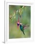 Green Violetear (Colibri Thalassinus) Feeding, Savegre, Costa Rica-null-Framed Photographic Print