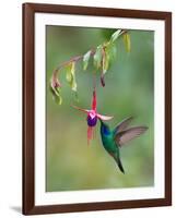 Green Violetear (Colibri Thalassinus) Feeding, Savegre, Costa Rica-null-Framed Photographic Print