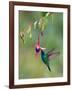 Green Violetear (Colibri Thalassinus) Feeding, Savegre, Costa Rica-null-Framed Photographic Print