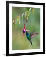 Green Violetear (Colibri Thalassinus) Feeding, Savegre, Costa Rica-null-Framed Photographic Print