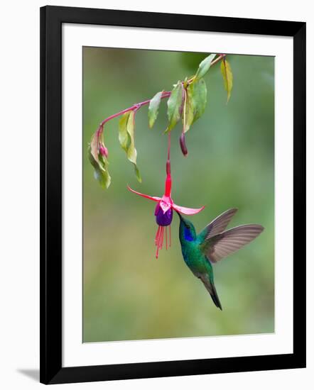 Green Violetear (Colibri Thalassinus) Feeding, Savegre, Costa Rica-null-Framed Photographic Print