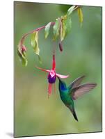 Green Violetear (Colibri Thalassinus) Feeding, Savegre, Costa Rica-null-Mounted Photographic Print