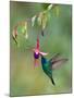 Green Violetear (Colibri Thalassinus) Feeding, Savegre, Costa Rica-null-Mounted Photographic Print