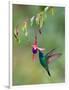 Green Violetear (Colibri Thalassinus) Feeding, Savegre, Costa Rica-null-Framed Photographic Print