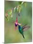 Green Violetear (Colibri Thalassinus) Feeding, Savegre, Costa Rica-null-Mounted Photographic Print