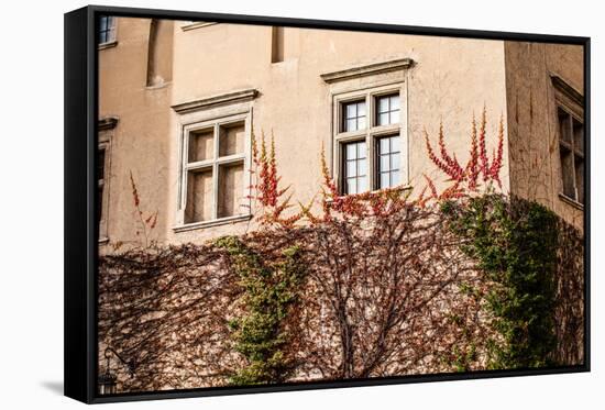 Green Wall of Beauty Old Palace in Pieskowa Skala - Poland, near Cracow.-Curioso Travel Photography-Framed Stretched Canvas