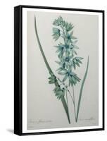 Green Wand Flower or Corn Lilly-Pierre-Joseph Redoute-Framed Stretched Canvas