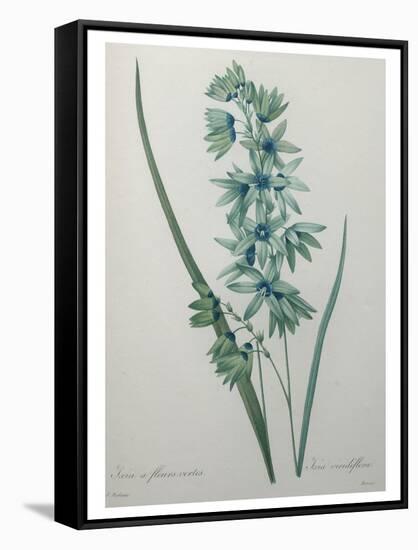 Green Wand Flower or Corn Lilly-Pierre-Joseph Redoute-Framed Stretched Canvas