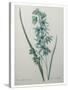 Green Wand Flower or Corn Lilly-Pierre-Joseph Redoute-Stretched Canvas