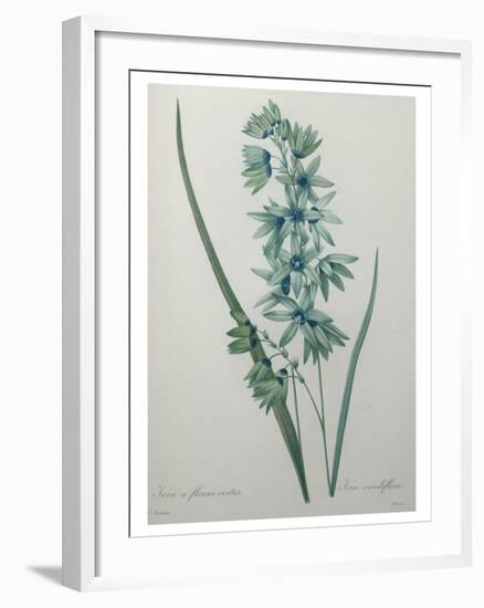 Green Wand Flower or Corn Lilly-Pierre-Joseph Redoute-Framed Art Print