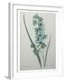 Green Wand Flower or Corn Lilly-Pierre-Joseph Redoute-Framed Art Print