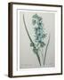 Green Wand Flower or Corn Lilly-Pierre-Joseph Redoute-Framed Art Print