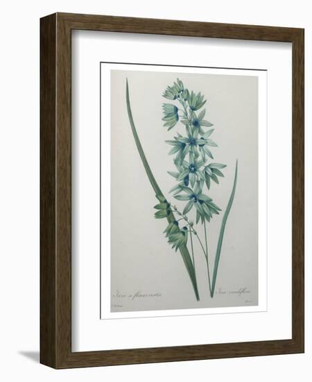 Green Wand Flower or Corn Lilly-Pierre-Joseph Redoute-Framed Art Print