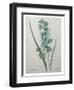 Green Wand Flower or Corn Lilly-Pierre-Joseph Redoute-Framed Art Print