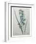 Green Wand Flower or Corn Lilly-Pierre-Joseph Redoute-Framed Art Print