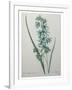 Green Wand Flower or Corn Lilly-Pierre-Joseph Redoute-Framed Art Print