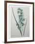 Green Wand Flower or Corn Lilly-Pierre-Joseph Redoute-Framed Art Print