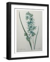 Green Wand Flower or Corn Lilly-Pierre-Joseph Redoute-Framed Art Print