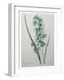 Green Wand Flower or Corn Lilly-Pierre-Joseph Redoute-Framed Art Print