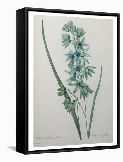 Green Wand Flower or Corn Lilly-Pierre-Joseph Redoute-Framed Stretched Canvas