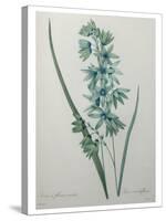 Green Wand Flower or Corn Lilly-Pierre-Joseph Redoute-Stretched Canvas