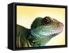Green Water Dragon-null-Framed Stretched Canvas