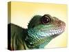 Green Water Dragon-null-Stretched Canvas