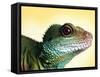 Green Water Dragon-null-Framed Stretched Canvas