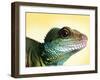 Green Water Dragon-null-Framed Premium Photographic Print