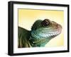 Green Water Dragon-null-Framed Premium Photographic Print