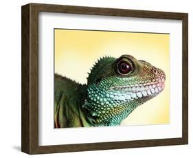 Green Water Dragon-null-Framed Photographic Print