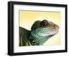 Green Water Dragon-null-Framed Photographic Print