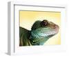 Green Water Dragon-null-Framed Photographic Print