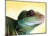 Green Water Dragon-null-Mounted Photographic Print