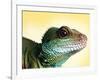 Green Water Dragon-null-Framed Photographic Print