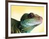 Green Water Dragon-null-Framed Photographic Print
