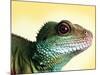 Green Water Dragon-null-Mounted Photographic Print