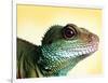 Green Water Dragon-null-Framed Photographic Print