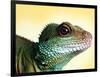 Green Water Dragon-null-Framed Photographic Print