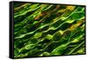 Green Water-Ursula Abresch-Framed Stretched Canvas