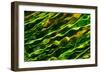 Green Water-Ursula Abresch-Framed Photographic Print