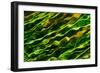 Green Water-Ursula Abresch-Framed Photographic Print