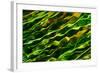 Green Water-Ursula Abresch-Framed Photographic Print