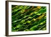 Green Water-Ursula Abresch-Framed Photographic Print